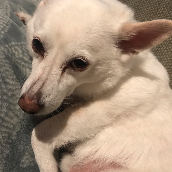 Meet your posher - Picture 6 of 6